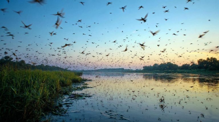 The love dance of the Tisa Flower